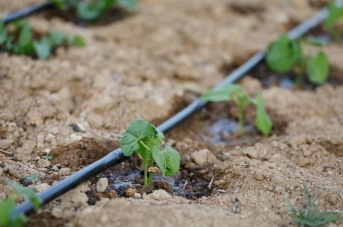 Why Every Home Garden Needs a Drip Irrigation Kit