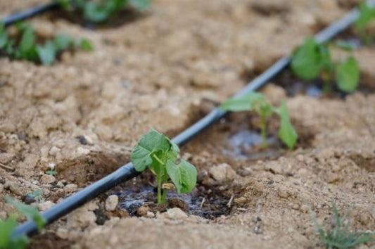 Why Every Home Garden Needs a Drip Irrigation Kit